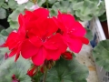 Rauduona pelargonija