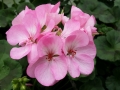 Purpurinė pelargonija