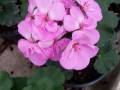 Karaliskoji pelargonija